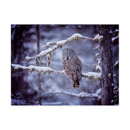 Phburchett 'Owl In The Snow Ii' Canvas Art,18x24